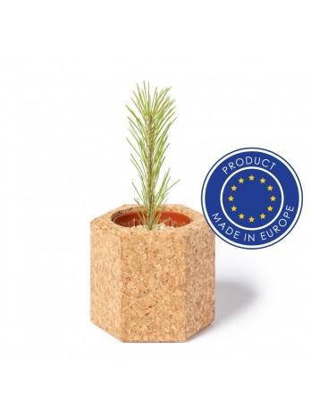 Korkowa doniczka, nasiona sosny